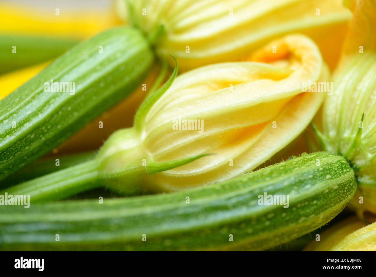 Courgettes with flowers, closeup Stock Photo Alamy