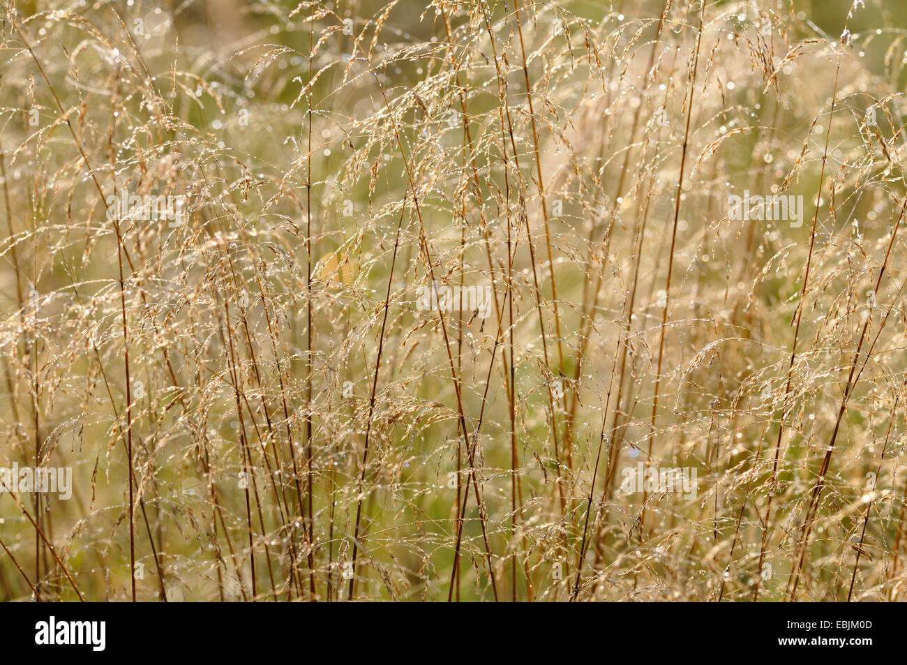 tufted hair-grass (Deschampsia cespitosa), with morning dew, Germany Stock Photo