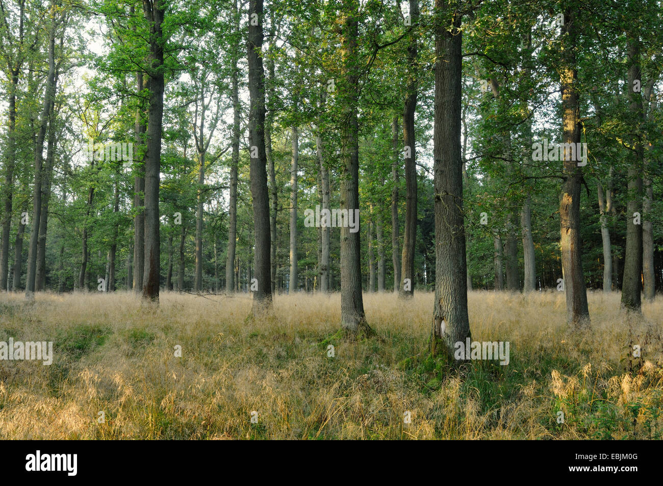 tufted hair-grass (Deschampsia cespitosa), in an oak forest, Germany Stock Photo