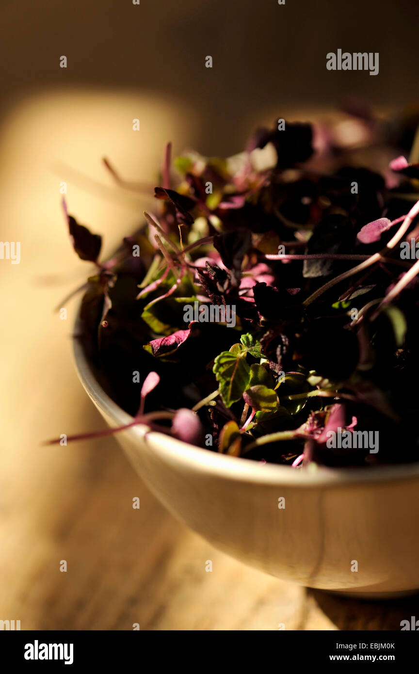 Micro leaves salad in ceramic bowl, close-up Stock Photo