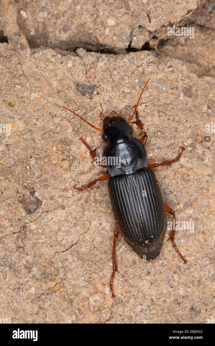 Strawberry Seed Beetle (Harpalus rufipes, Pseudoophonus rufipes