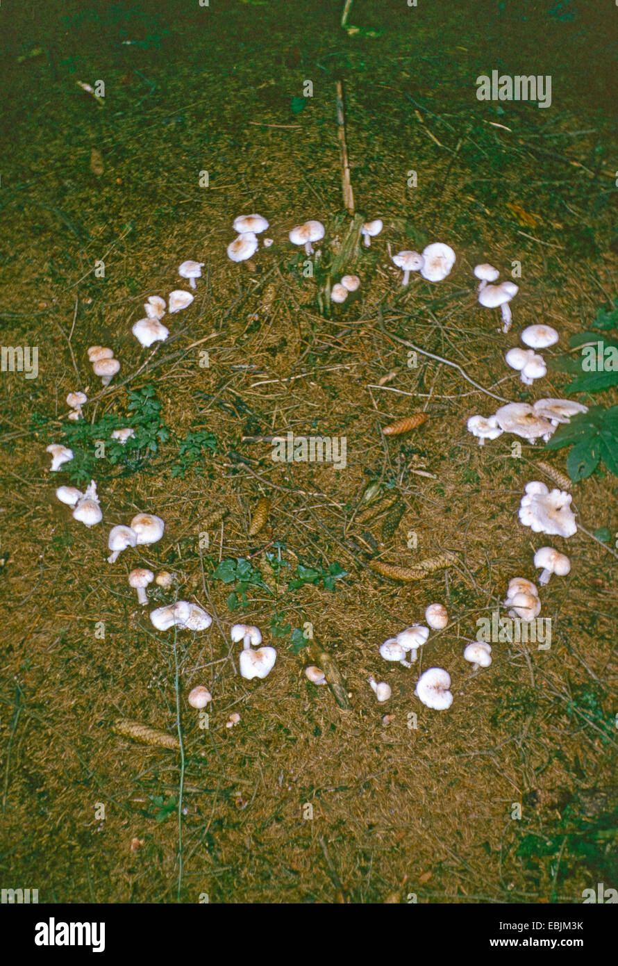 fairy ring on a conifer forest ground, Germany Stock Photo