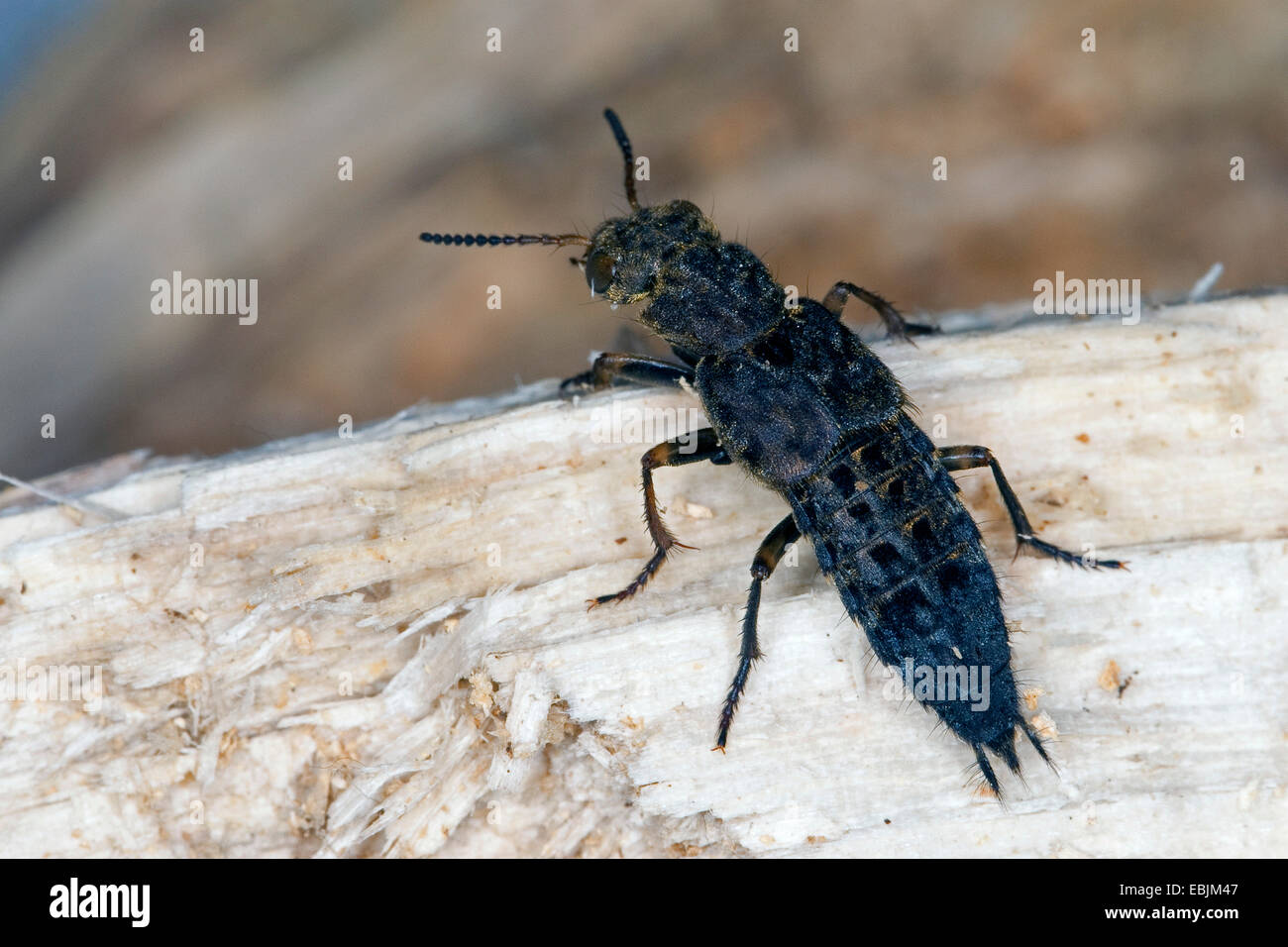 Yellow-brown Rove Beetle (Ontholestes tessellatus), sitting on deadwood, Germany Stock Photo