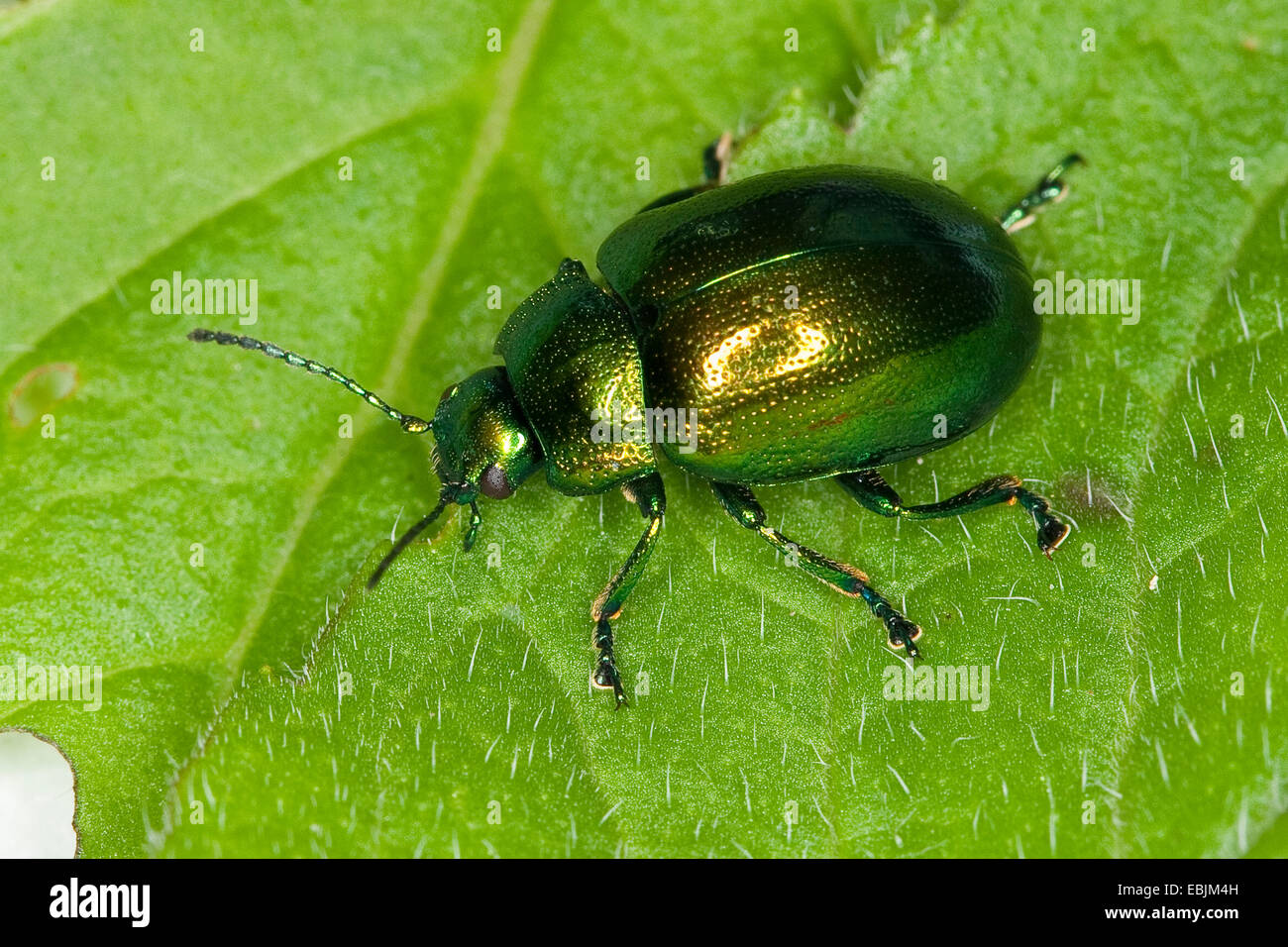Mint Leaf Beetle (Chrysolina herbacea, Chrysolina menthastri, Chrysomela herbacea), on a leaf of the wild water mint, Germany Stock Photo