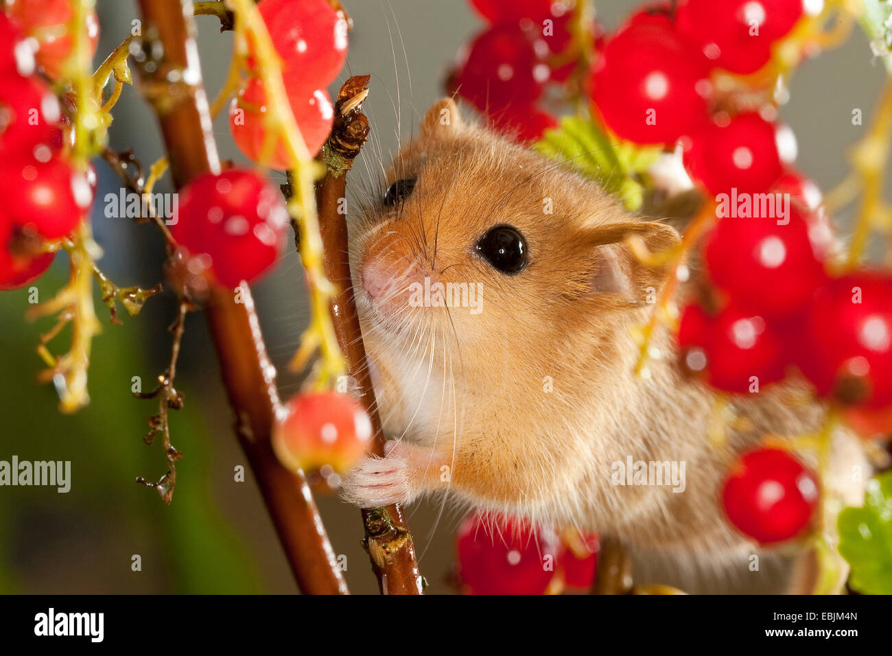 common dormouse, hazel dormouse (Muscardinus avellanarius), climbing in northern red currant bush between mature fruits, Germany Stock Photo