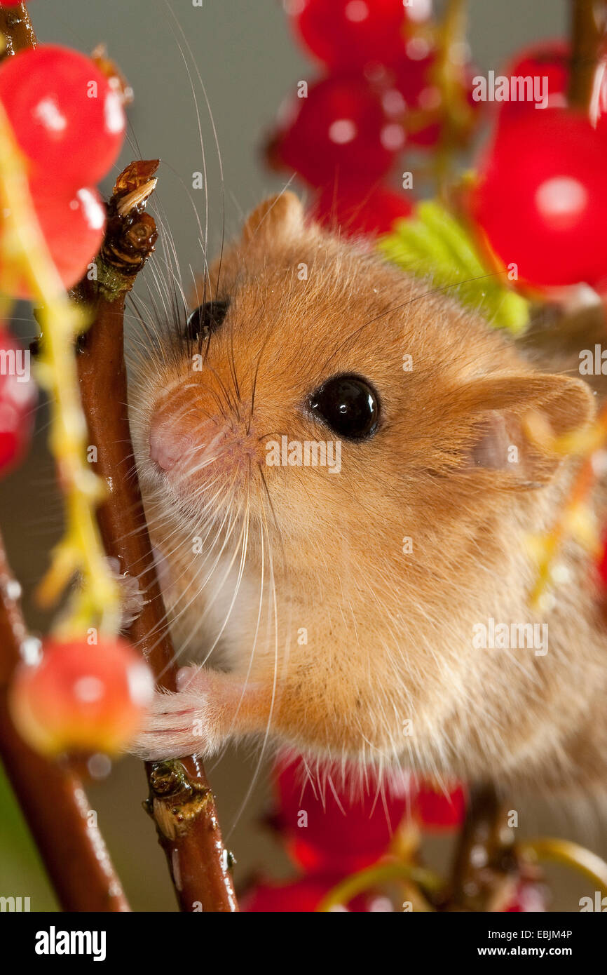 common dormouse, hazel dormouse (Muscardinus avellanarius), climbing in northern red currant bush between mature fruits, Germany Stock Photo