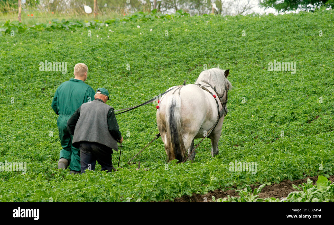 polish farmers with horse ridging up potato plants of a potato field