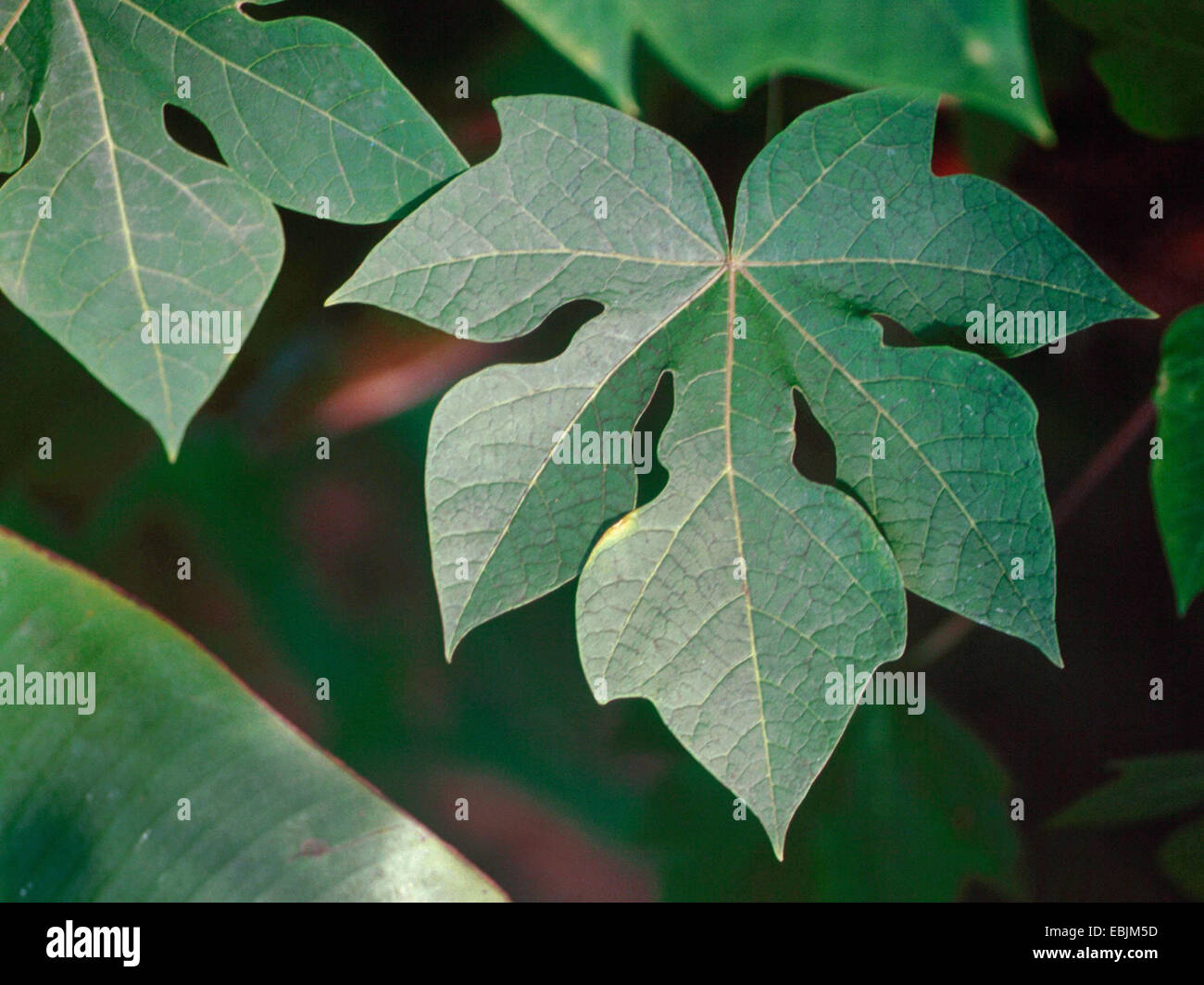 papaya, papaw, paw paw, mamao, tree melon (Carica papaya), leaf Stock Photo