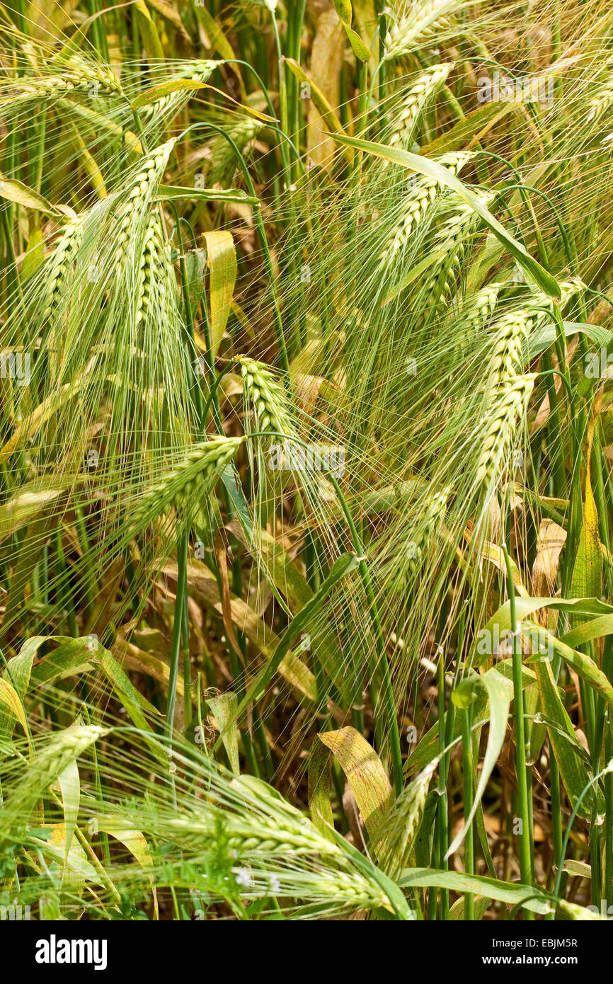 barley (Hordeum vulgare), ripe ears, Germany Stock Photo