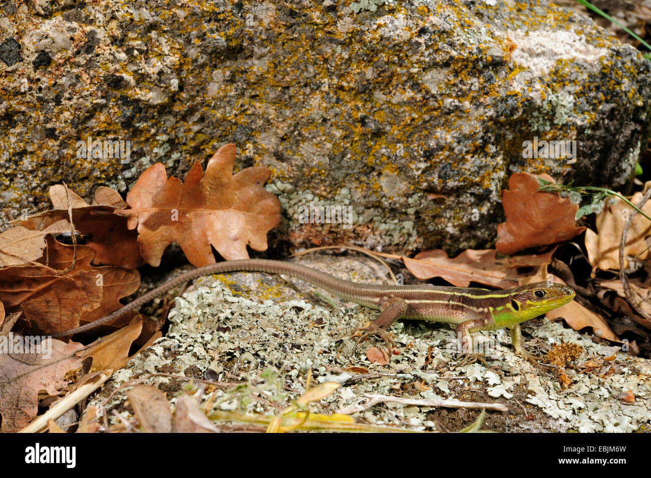 Balkan green lizard, Balkan emerald lizard (Lacerta trilineata), juvenile on a rock, Greece, Thrakien Stock Photo