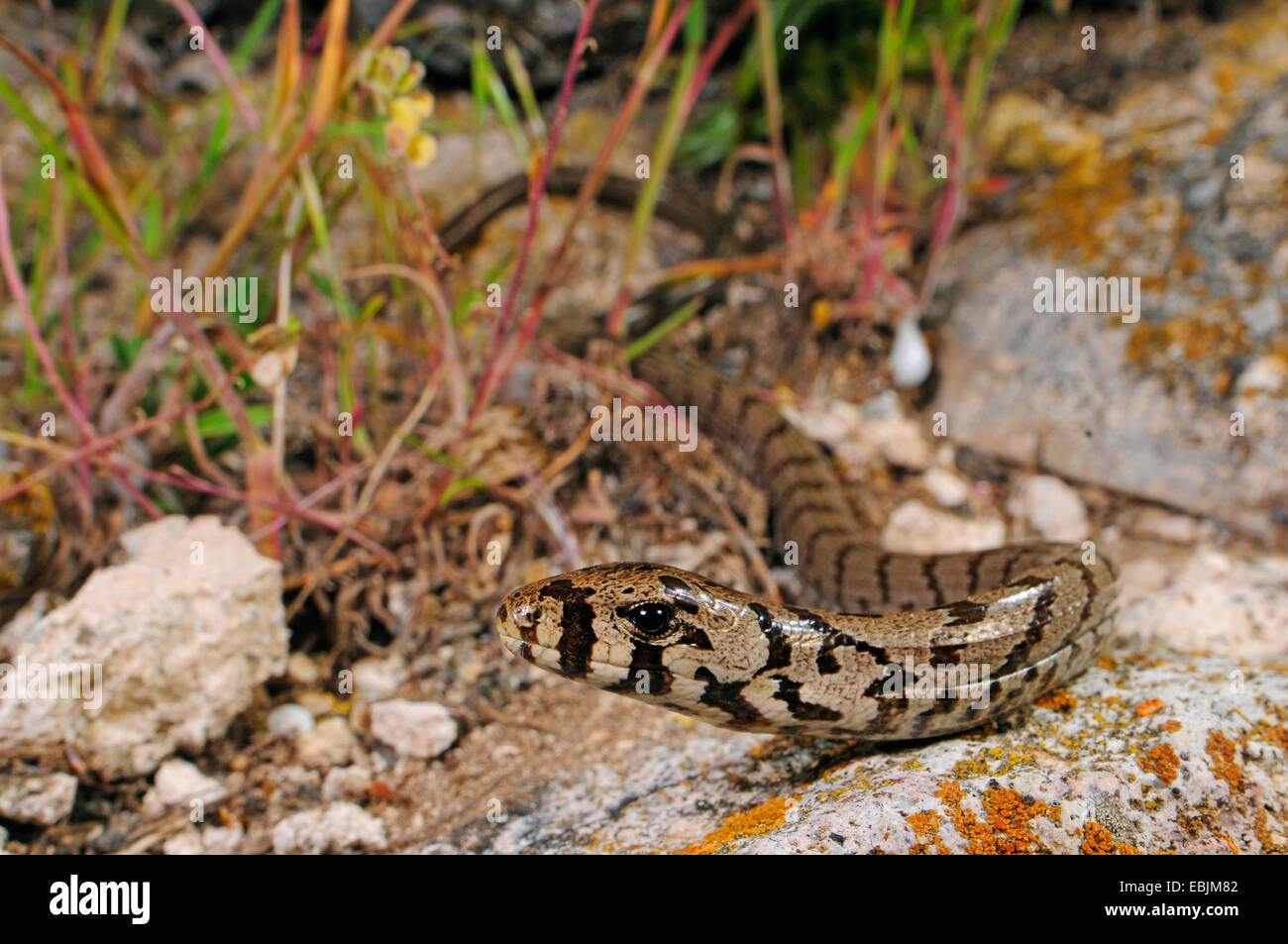 European glass lizard, armored glass lizard (Ophisaurus apodus