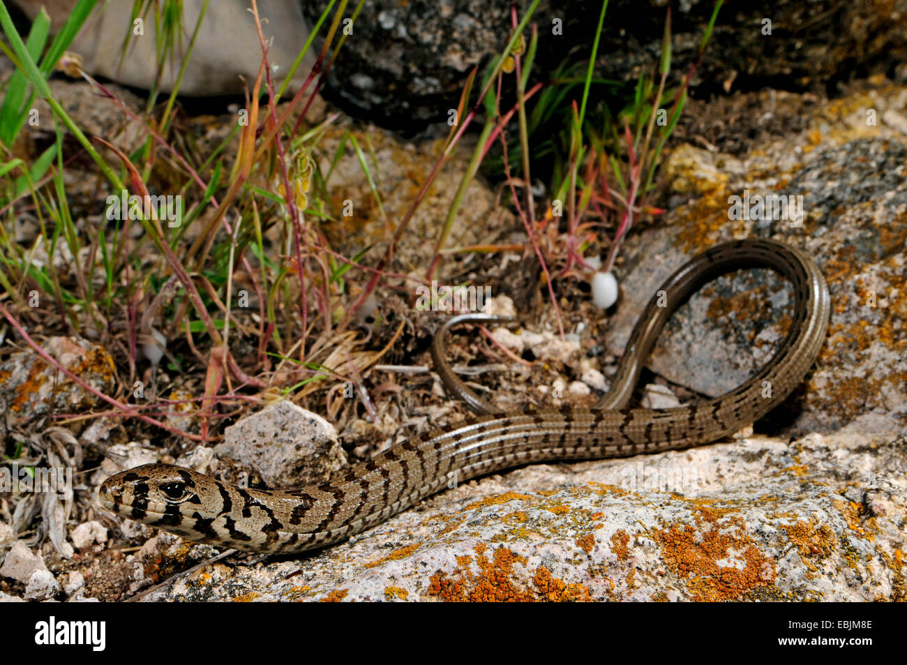 European glass lizard, armored glass lizard (Ophisaurus apodus
