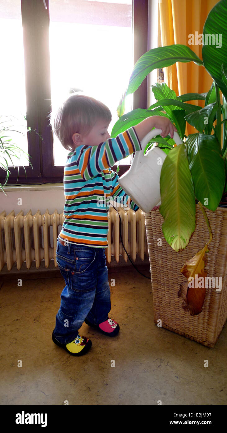 Peace Lily (Spathiphyllum spec.), little boy watering an indoor lant