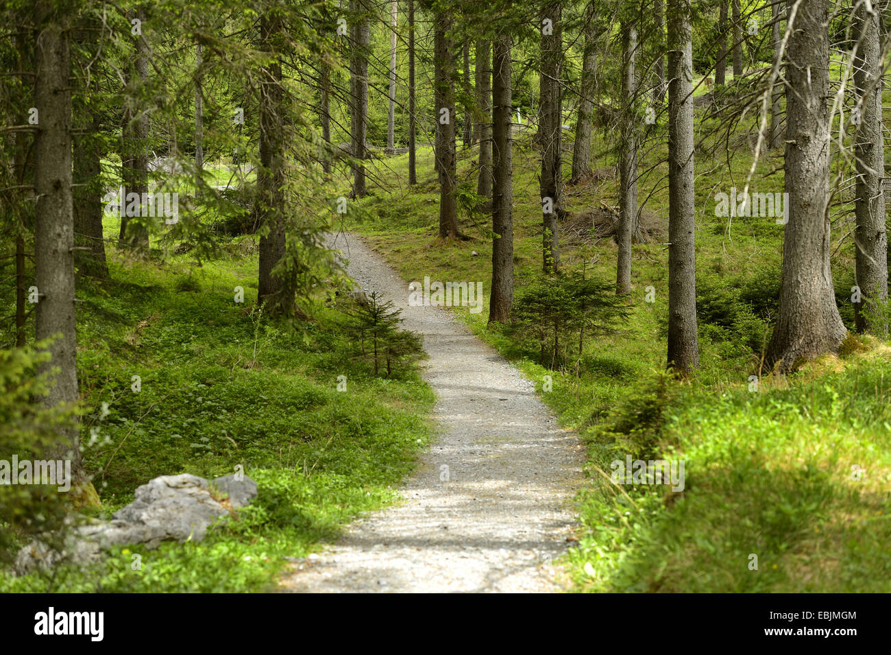 trekking path through a forest, Austria, Styria Stock Photo