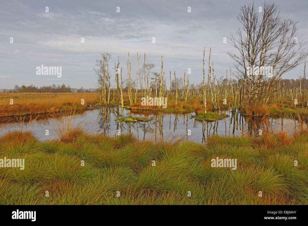 common birch, silver birch, European white birch, white birch (Betula