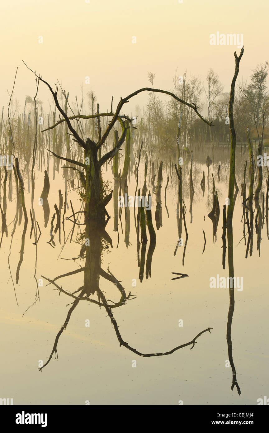 common birch, silver birch, European white birch, white birch (Betula