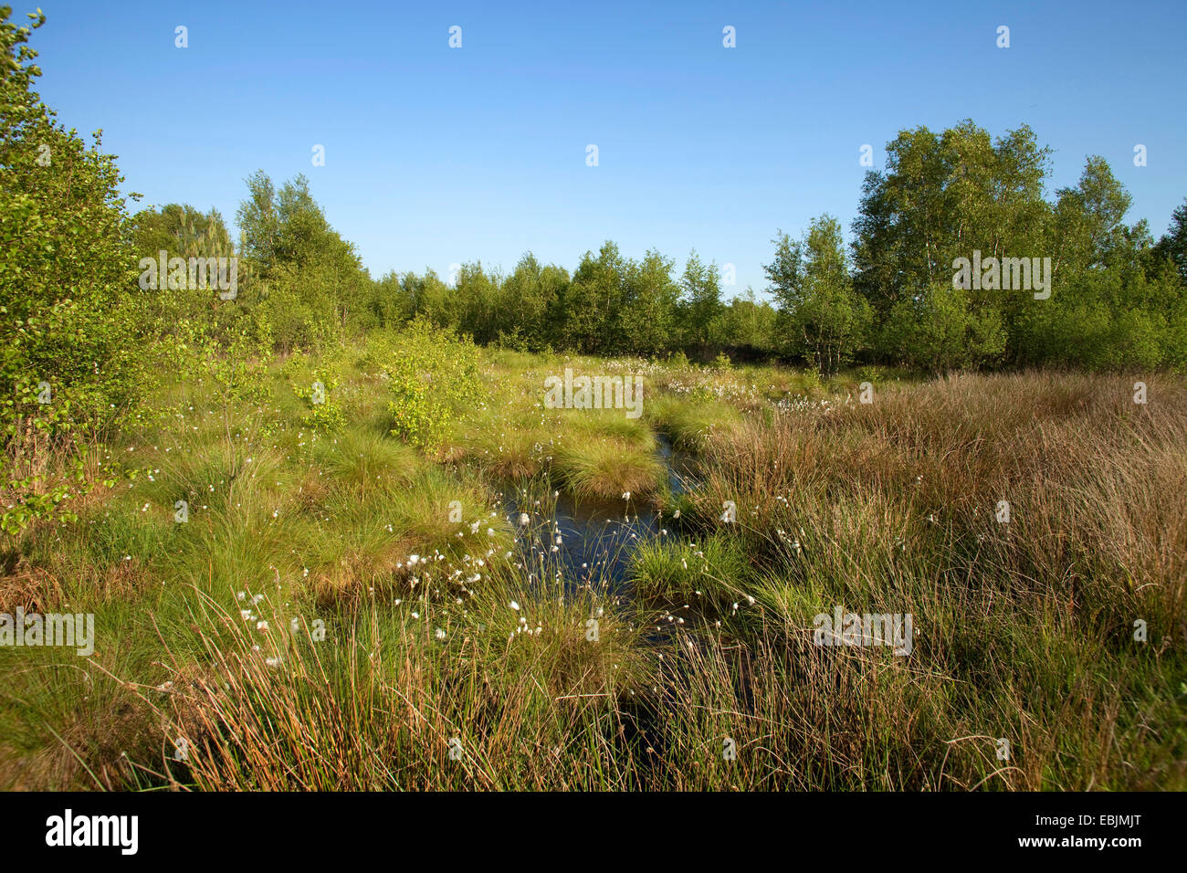 clear blue sky over a moor in May, Germany, Lower Saxony Stock Photo