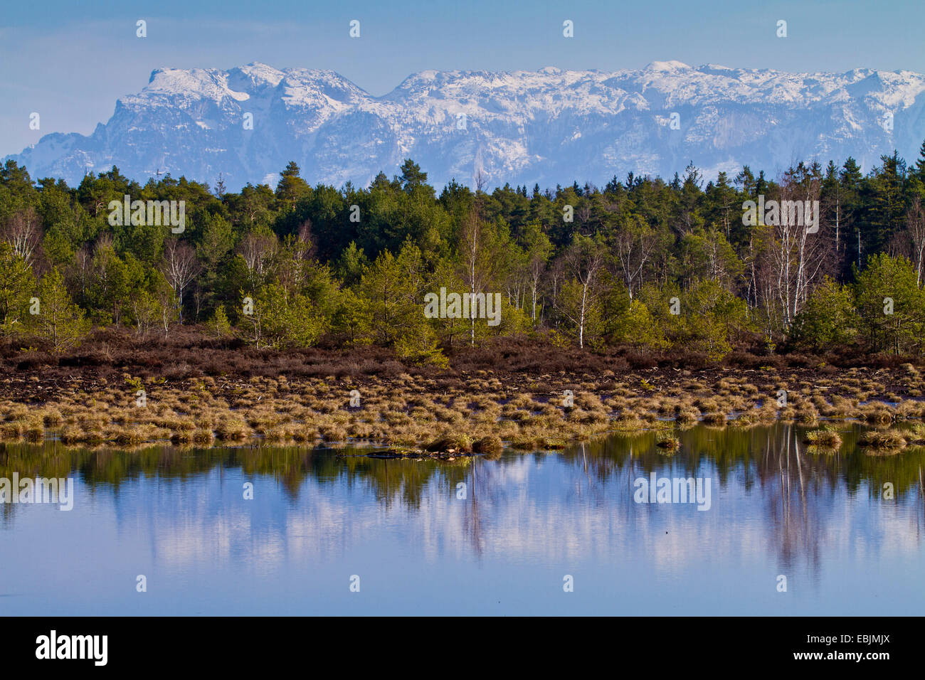 renaturated moor and the Alps in background, Germany, Bavaria Stock Photo