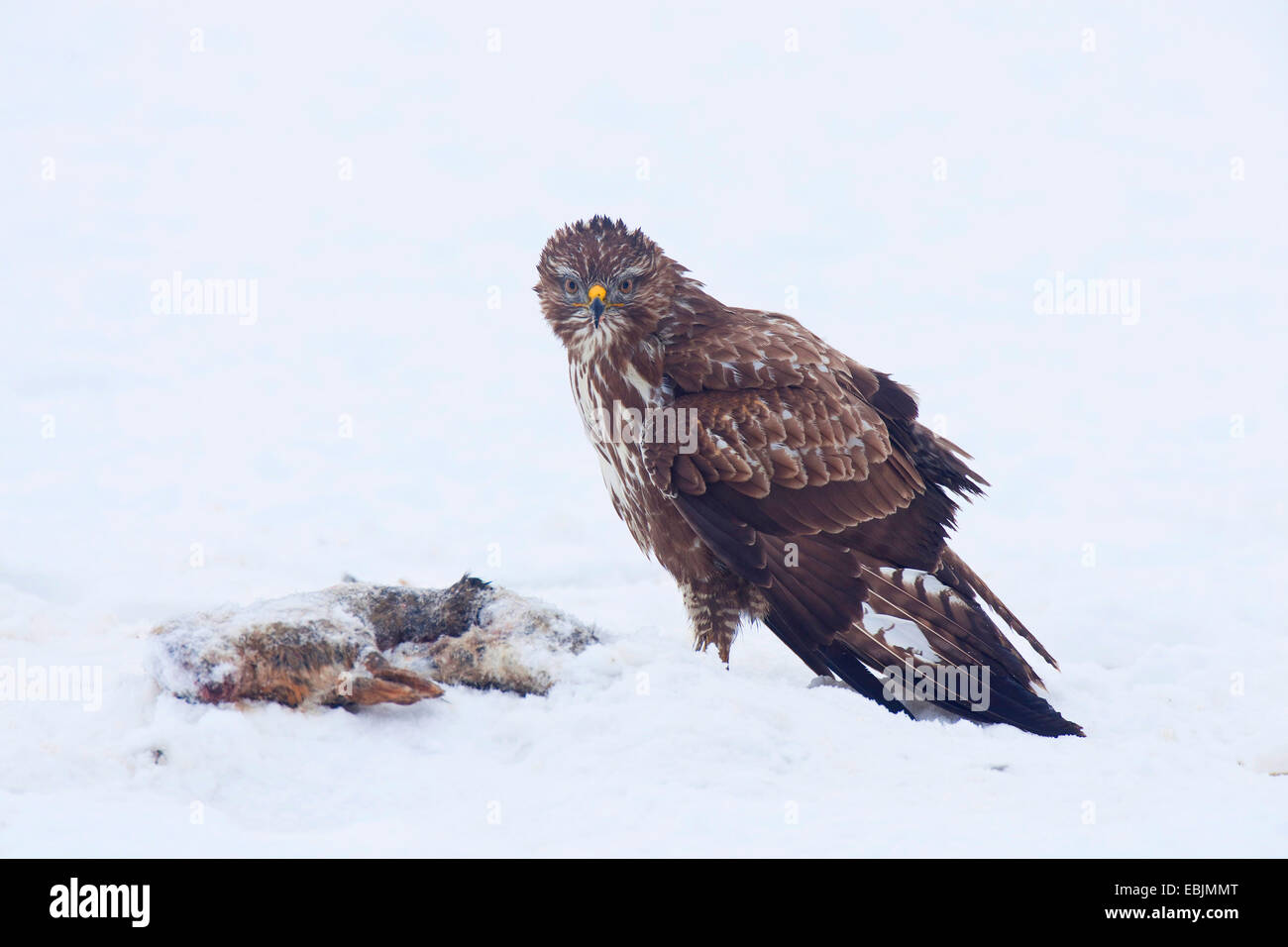 Eurasian buzzard (Buteo buteo), in winter with prey on the ground, Germany, Rhineland-Palatinate Stock Photo