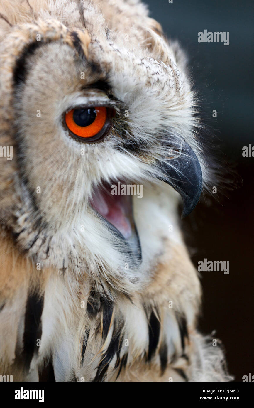 northern eagle owl (Bubo bubo), portait of a young bird, Austria, Lower Austria Stock Photo