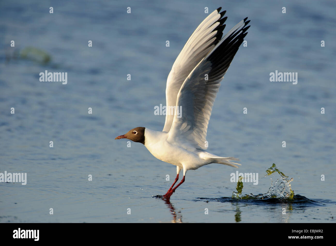 black-headed gull (Larus ridibundus, Chroicocephalus ridibundus ...