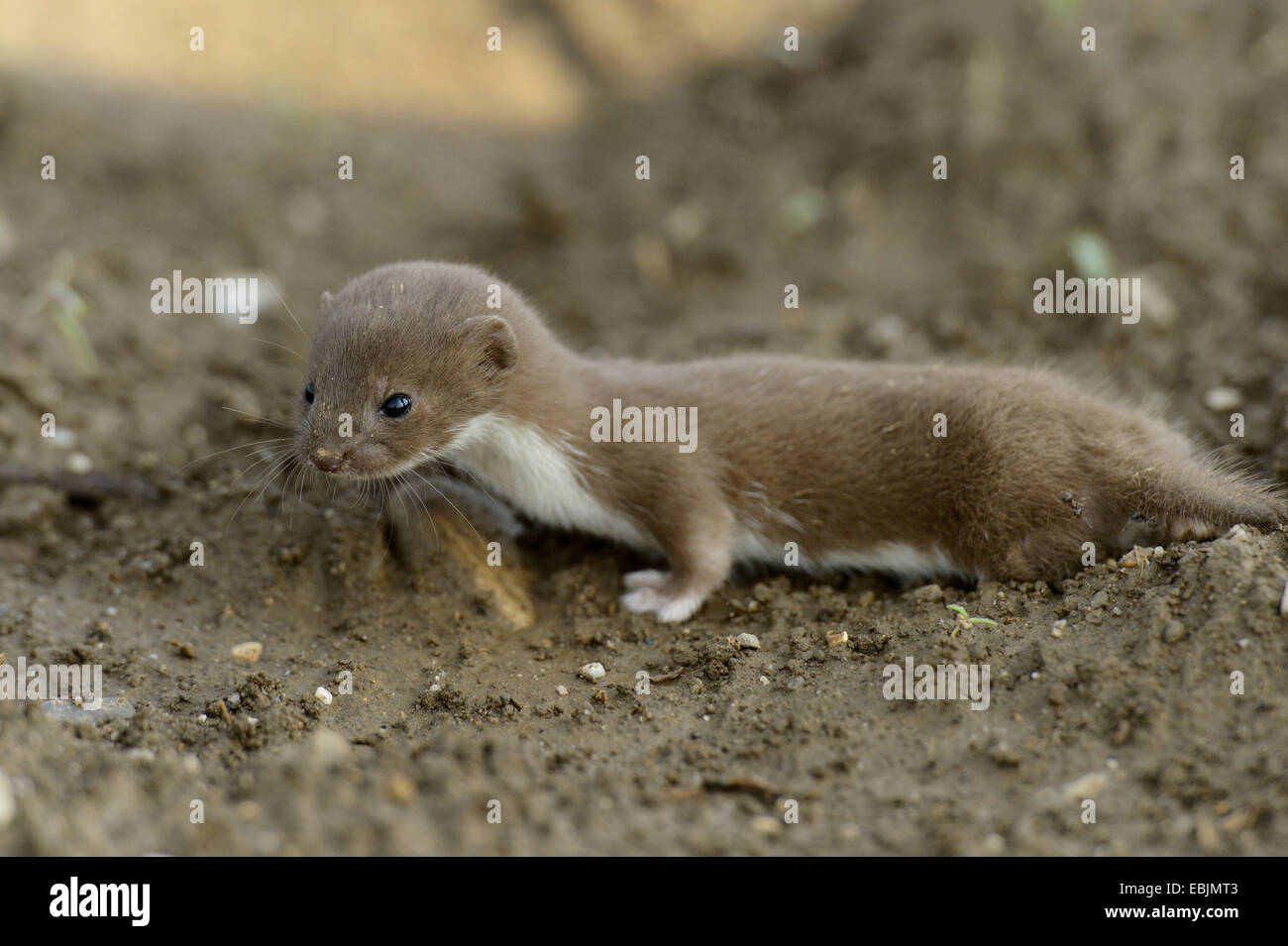 least weasel (Mustela nivalis), juvenile on an acre, Austria, Styria Stock Photo