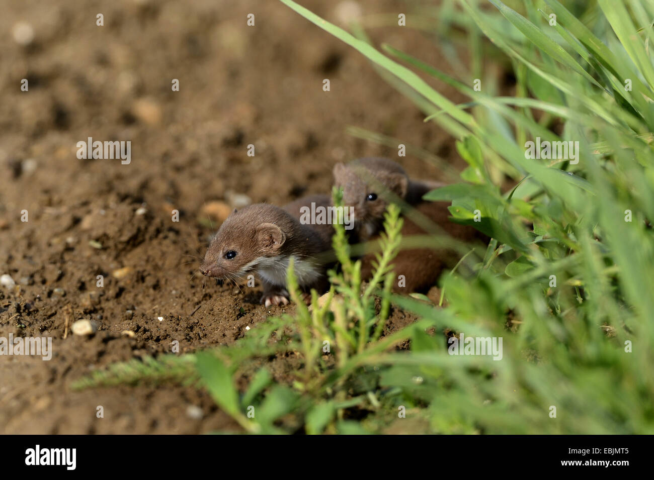 least weasel (Mustela nivalis), two animals at the edge of an acre, Austria, Styria Stock Photo