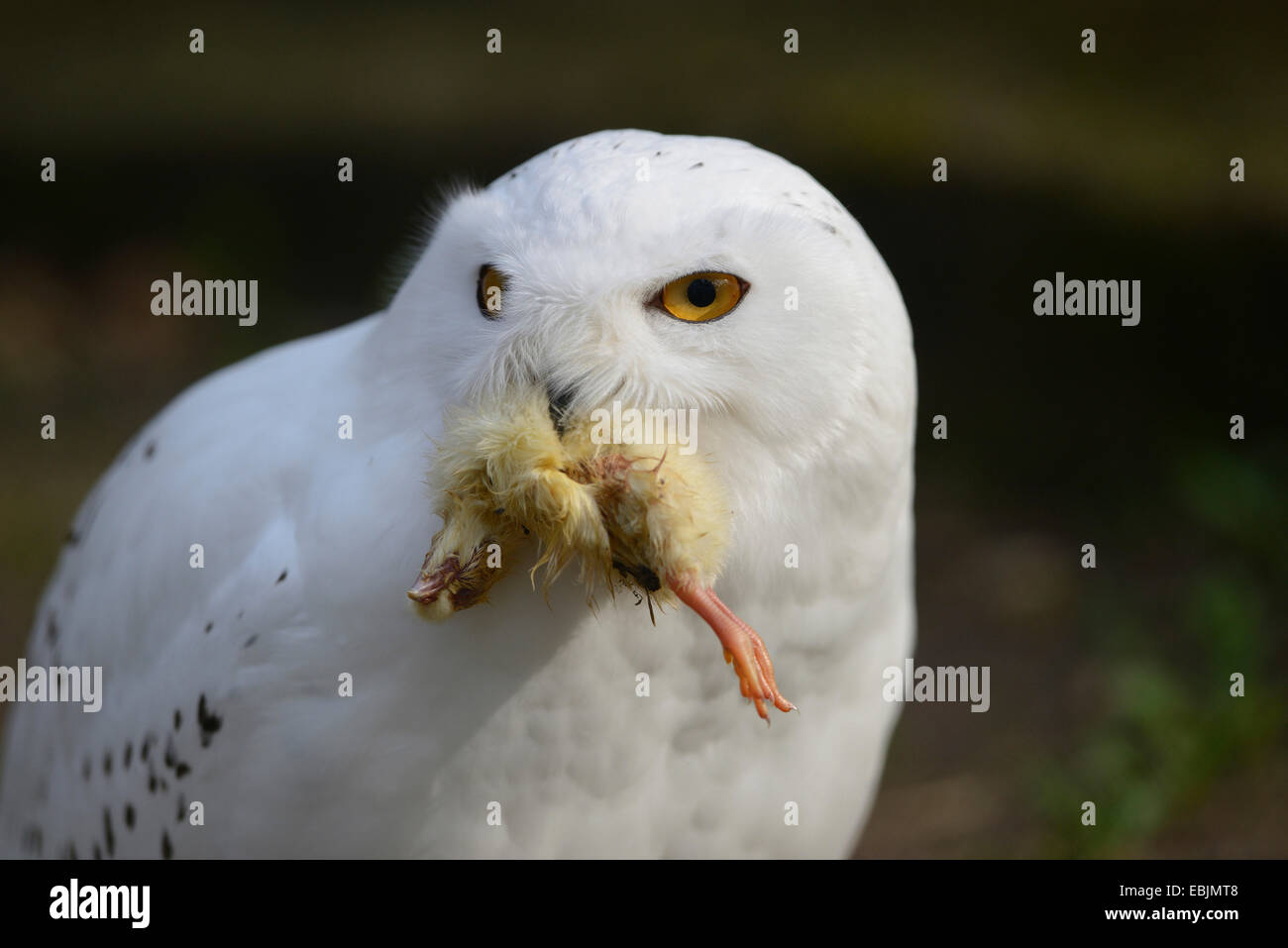 Snowy Owl (Strix scandiaca, Nyctea scandiaca, Bubo scandiacus), with a caught chicken in the beak Stock Photo