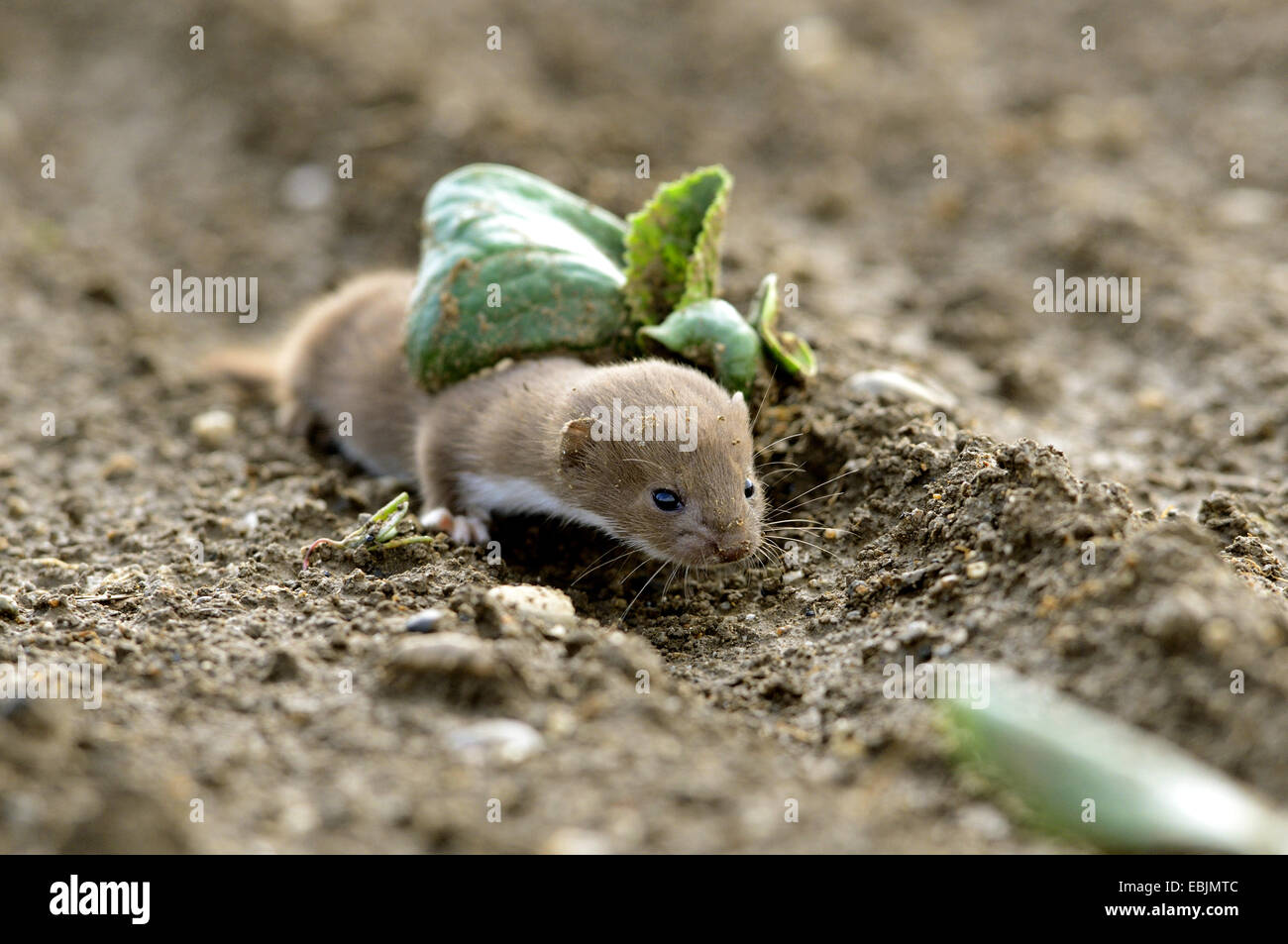 least weasel (Mustela nivalis), juvenile on an acre, Austria, Styria Stock Photo