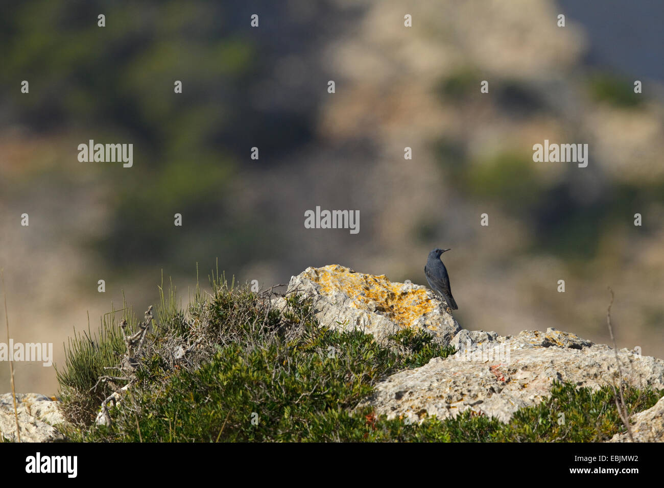 Blue Rock Thrush (Monticola solitarius) male in the landscape, Majorca, Spain Stock Photo