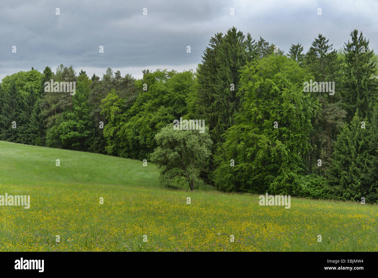 meadow and forest landscape, Austria, Styria Stock Photo