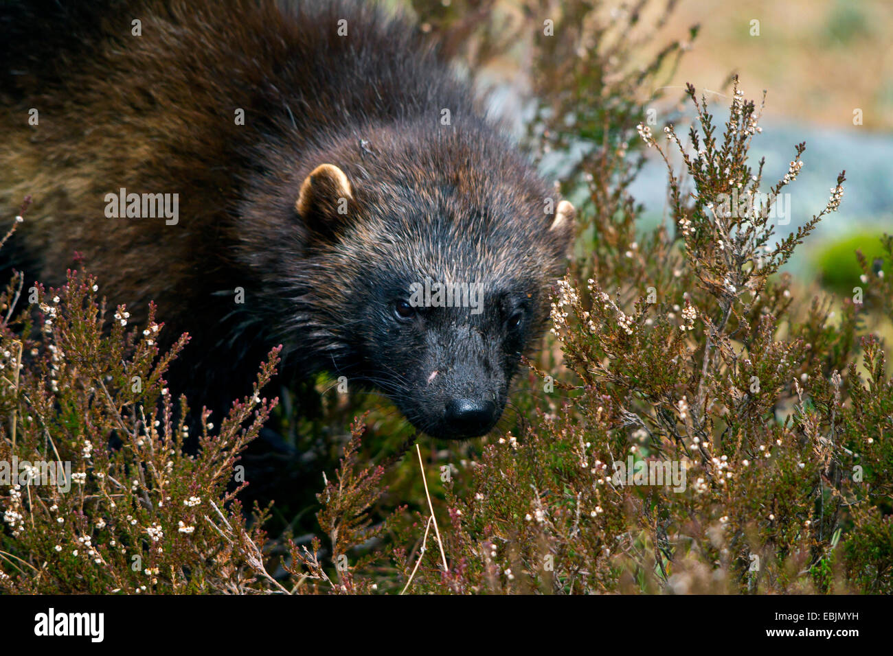 wolverine (Gulo gulo), in heath, portrait, Sweden, Hamra National Park Stock Photo