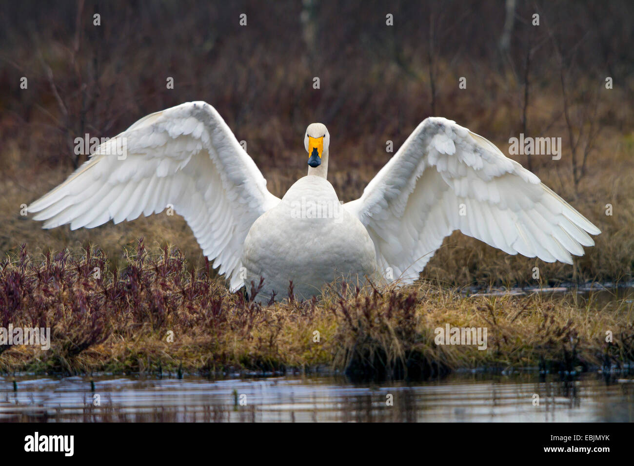 whooper swan (Cygnus cygnus), at a lake with wings outstretched, Sweden, Hamra National Park Stock Photo