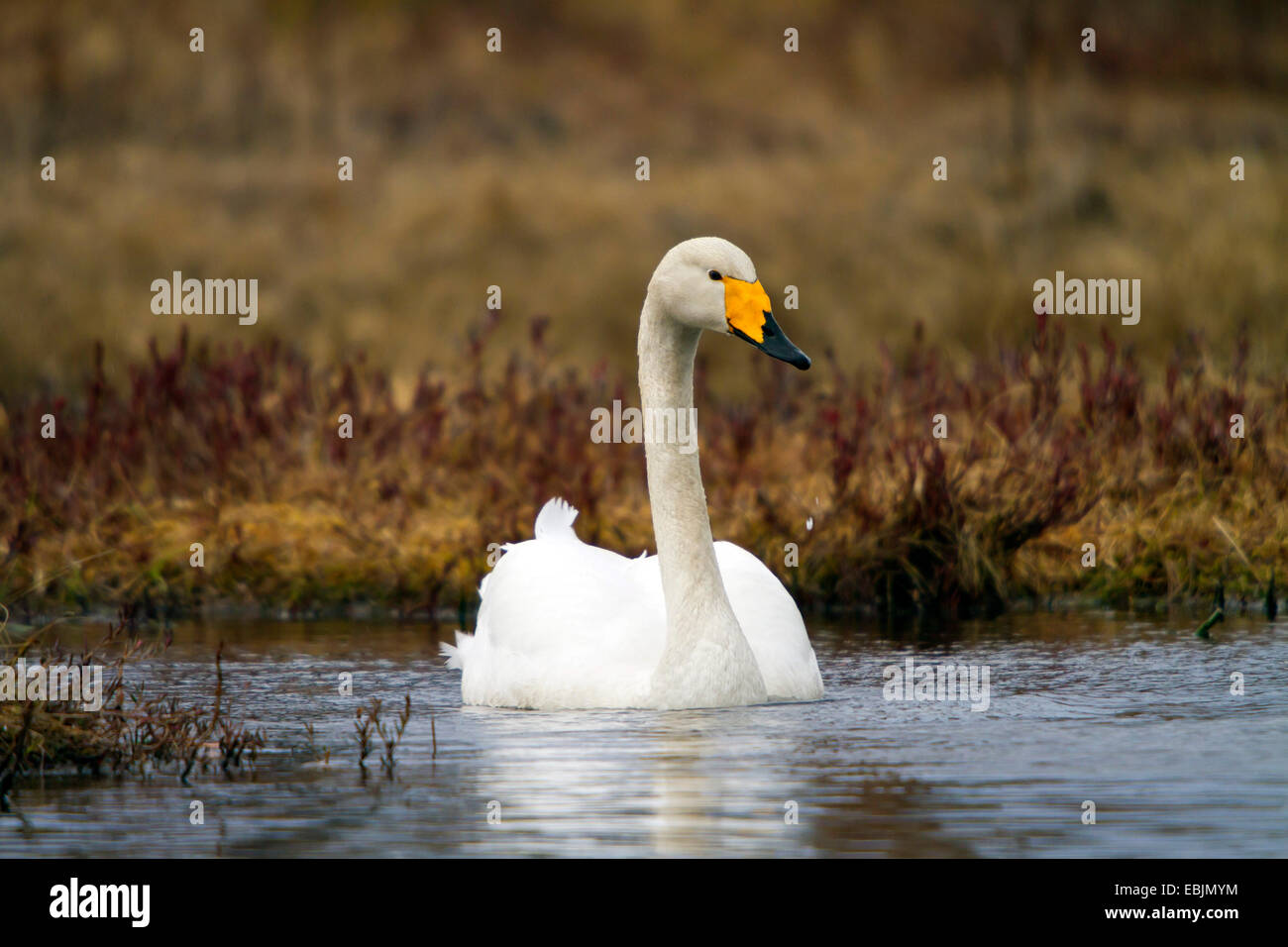whooper swan (Cygnus cygnus), swimming at a lakeside, Sweden, Hamra National Park Stock Photo