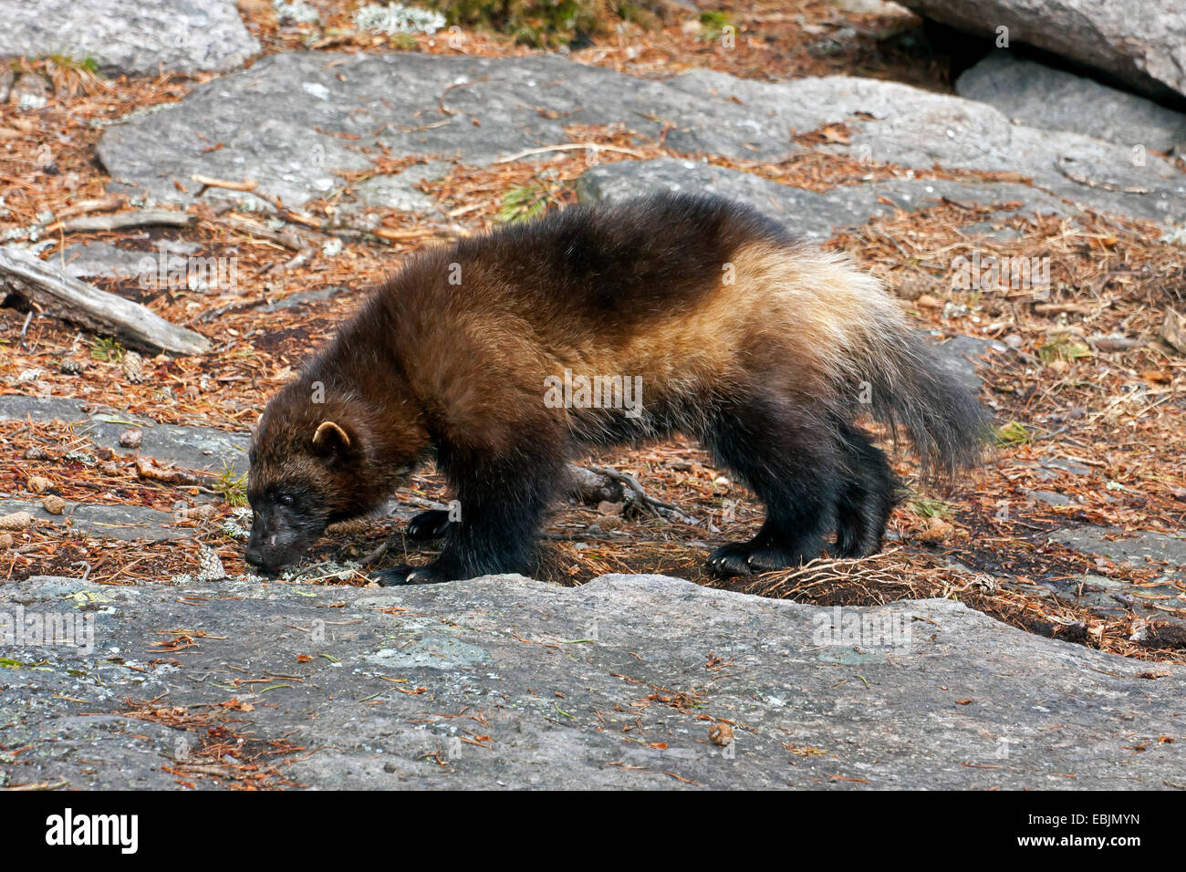 wolverine (Gulo gulo), sniffing, side view, Sweden, Hamra National Park Stock Photo
