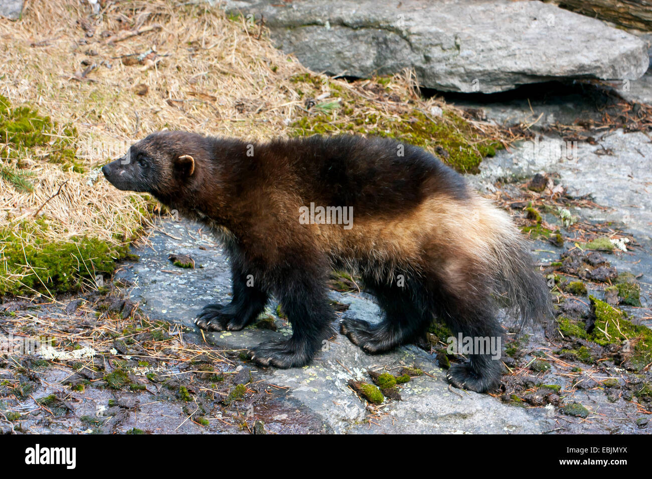 wolverine (Gulo gulo), side view, Sweden, Hamra National Park Stock Photo