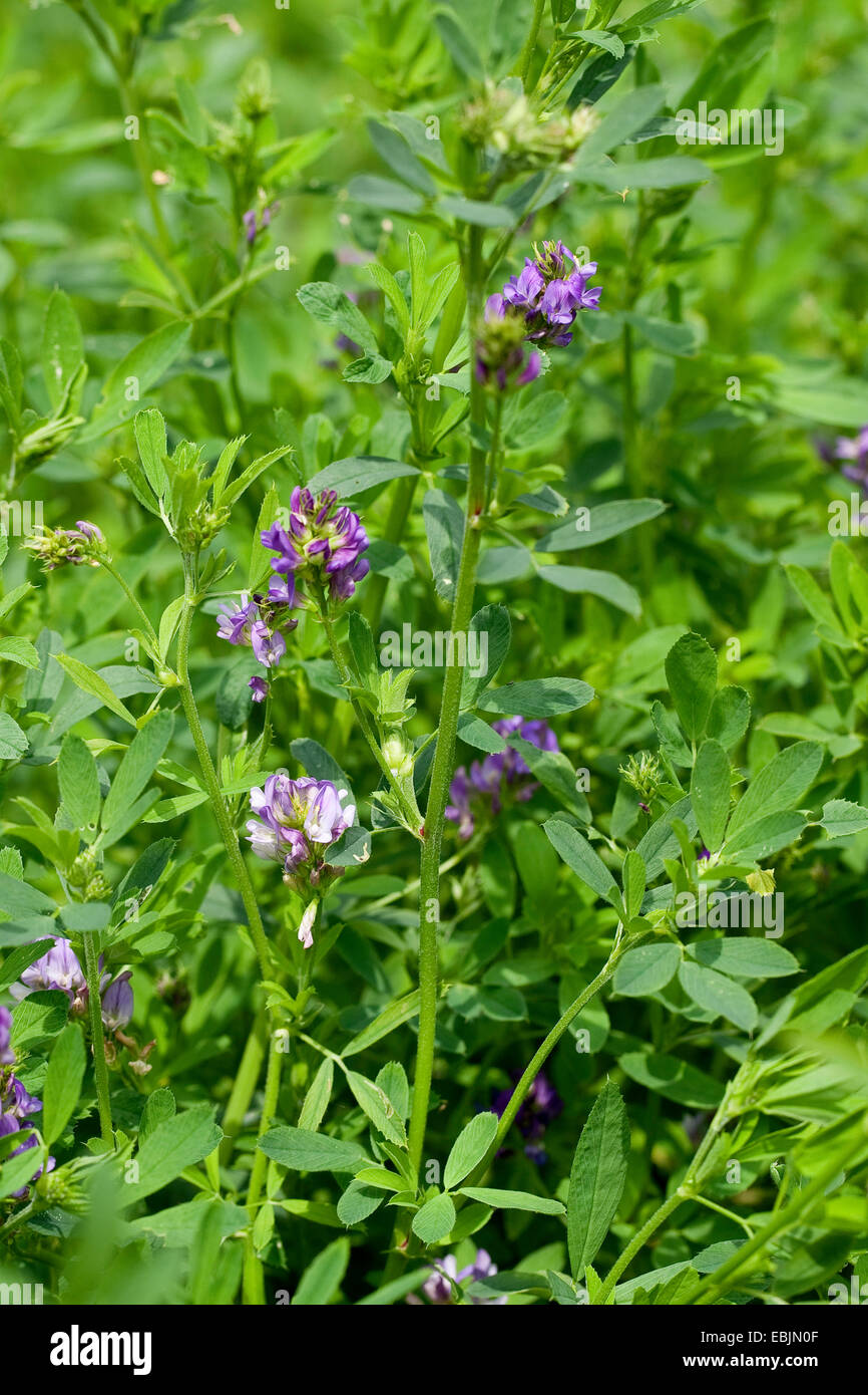 alfalfa, lucerne (Medicago varia), blooming Stock Photo Alamy