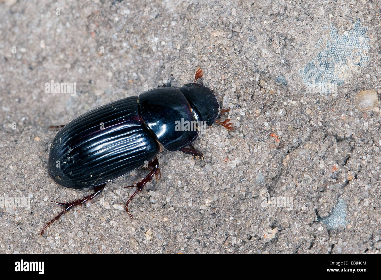 night-flying dung beetle, dung-beetle (Aphodius rufipes, Acrossus rufipes), on the ground, Germany Stock Photo