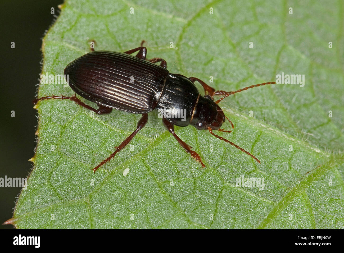 Magnificent sun beetle (Amara aulica, Curtonotus aulica), sitting on a leaf, Germany Stock Photo