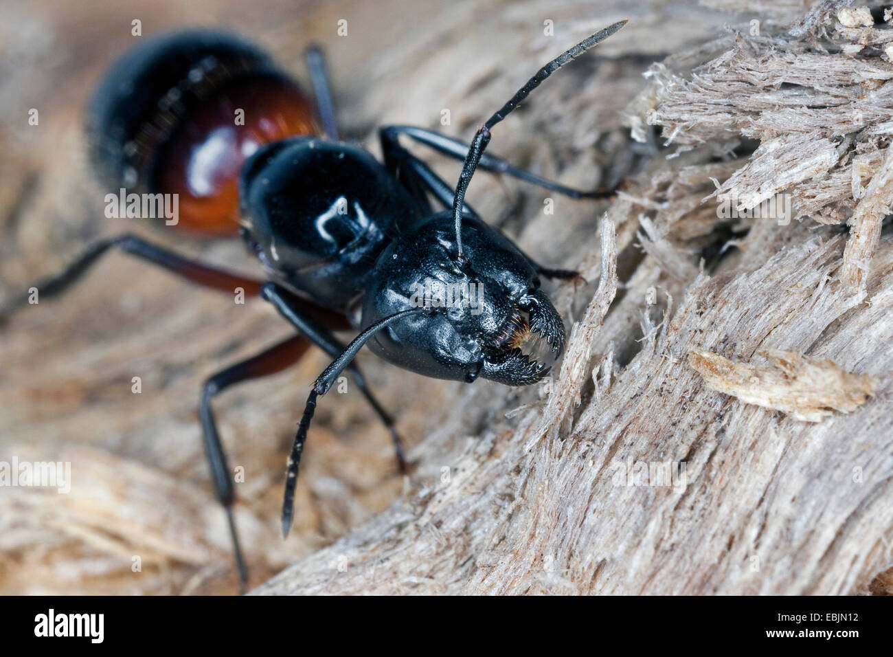 Carpenter ant (Camponotus ligniperdus, Camponotus ligniperda), queen feeding on rotting wood, Germany Stock Photo