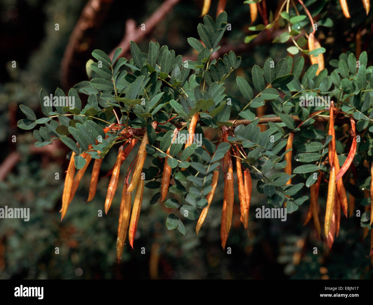 pea shrub, pea tree, Siberian pea shrub (Caragana arborescens), fruiting Stock Photo