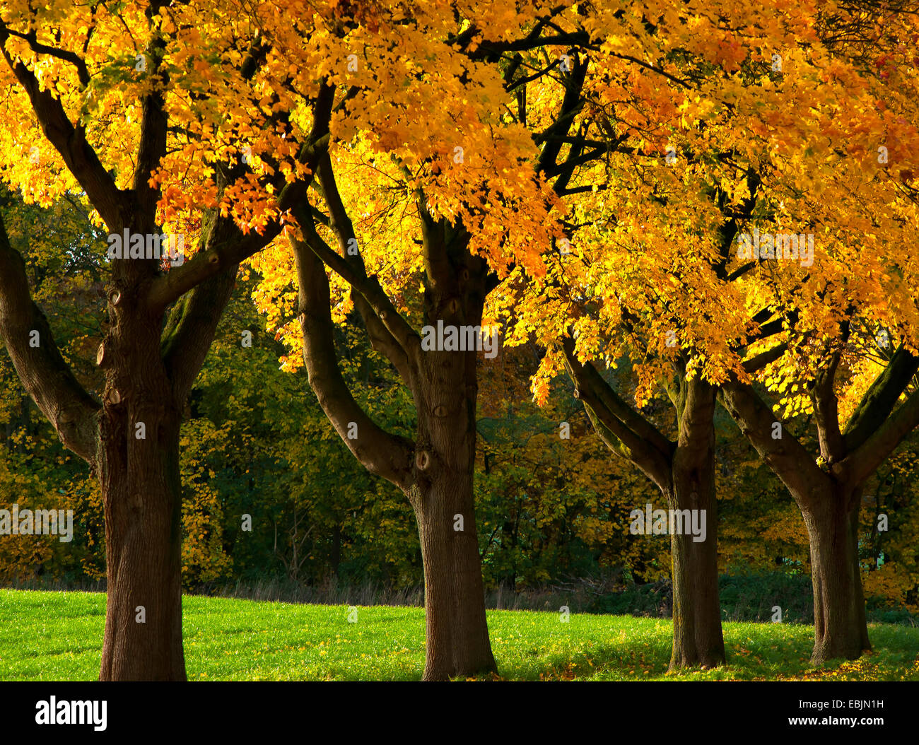 Norway maple (Acer platanoides), maples in autumn at a street boarder, Germany, North Rhine-Westphalia Stock Photo