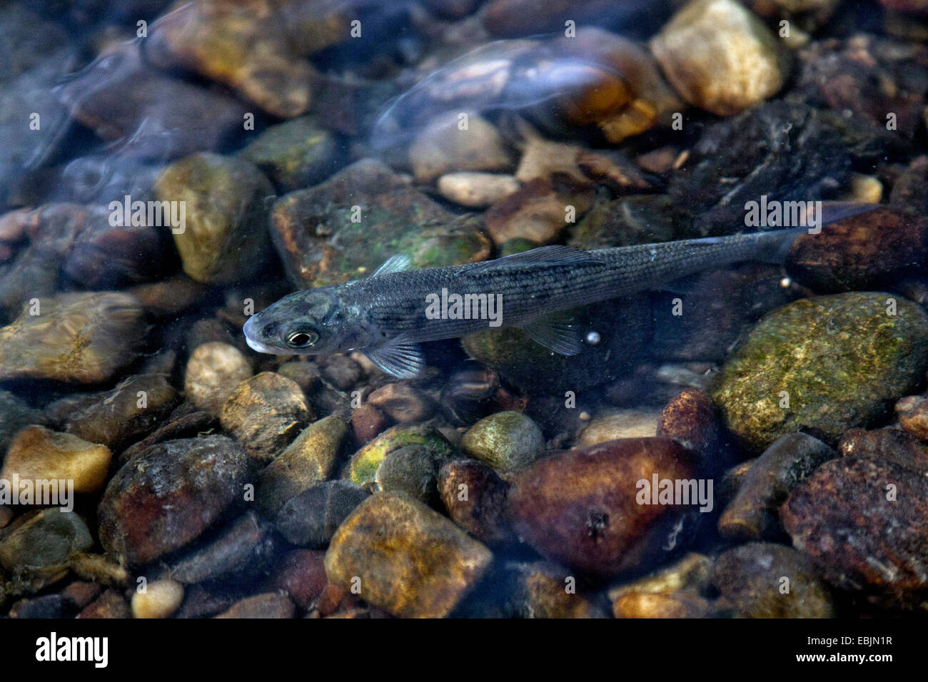 grayling (Thymallus thymallus), one-summer-old fish over pebble ground, Germany, Bavaria, Isental Stock Photo