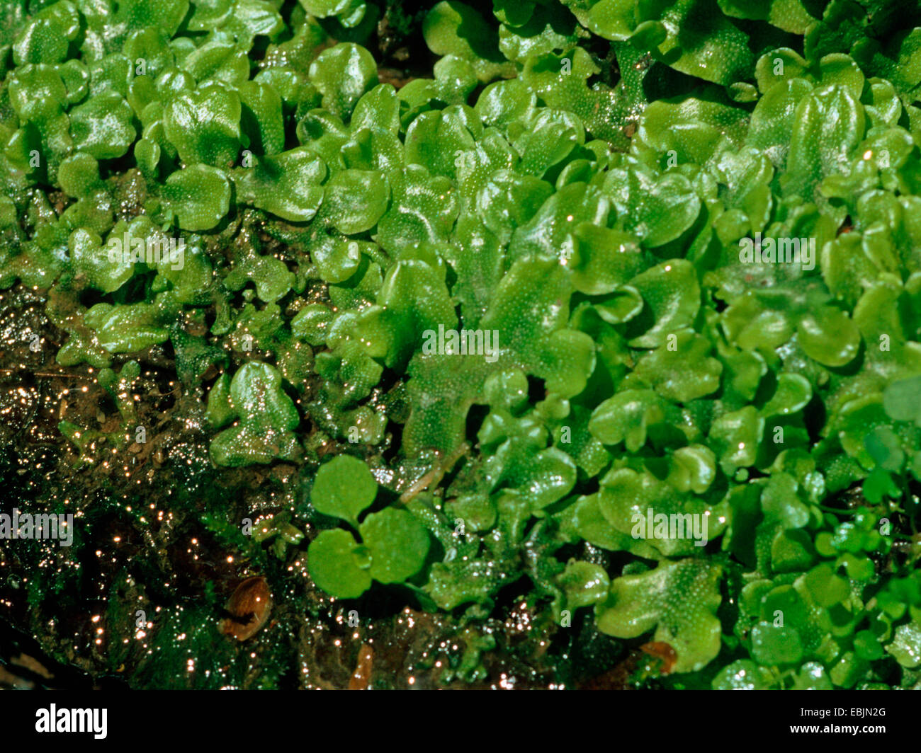 liverwort (Marchantia polymorpha), on the ground, Germany Stock Photo