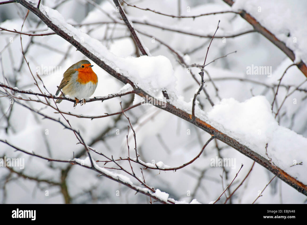 Robin Sitting On A Branch In A Tree Hi res Stock Photography And Images robin-sitting-on-a-branch-in-a-tree-hi-res-stock-photography-and-images
