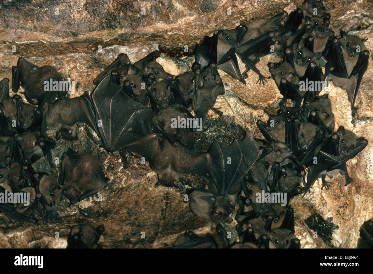 Bats cave close hi-res stock photography and images - Alamy