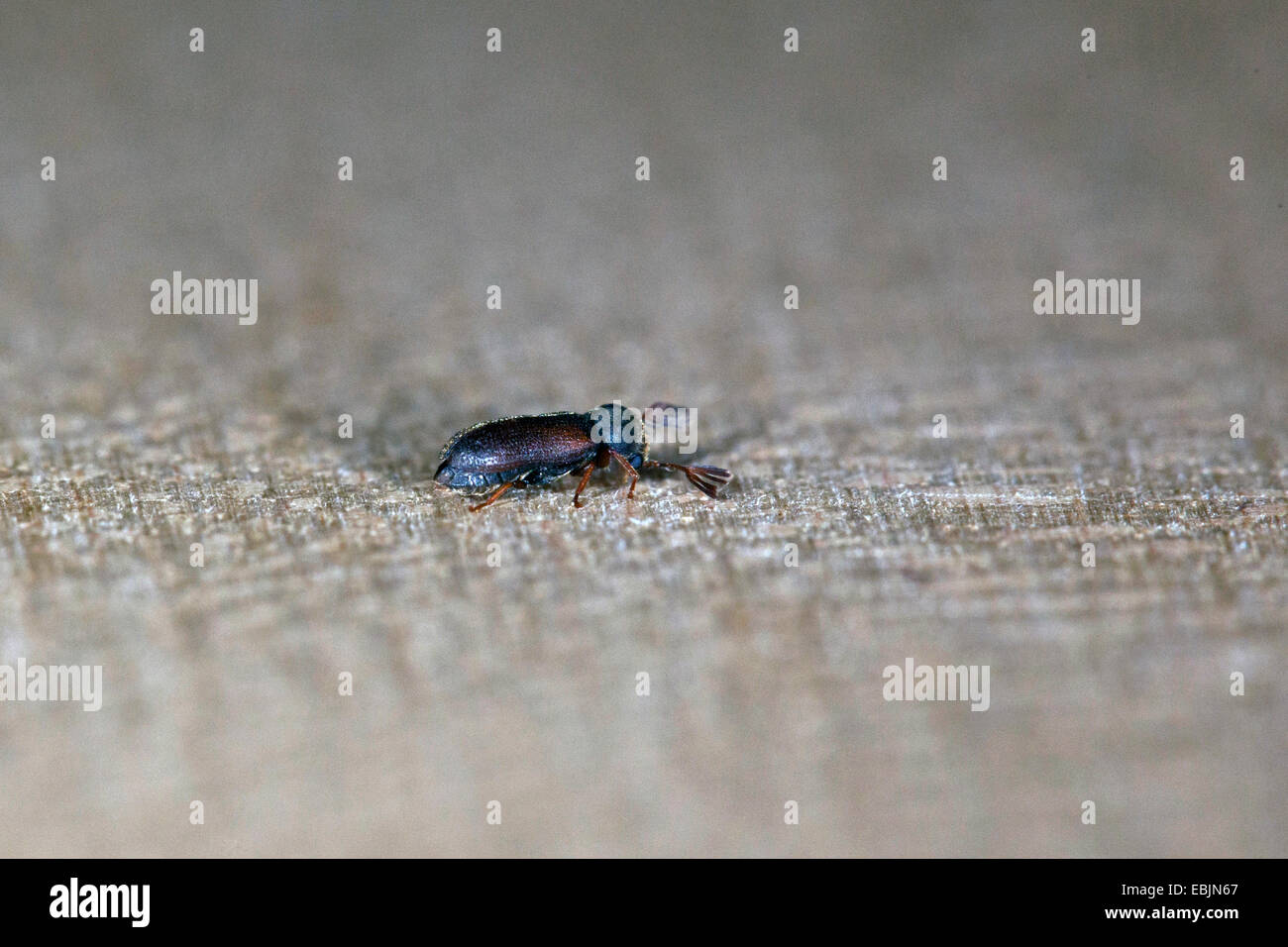furniture beetle, woodworm (Ptilinus pectinicornis), male on bark of a maple, Germany, Bavaria Stock Photo