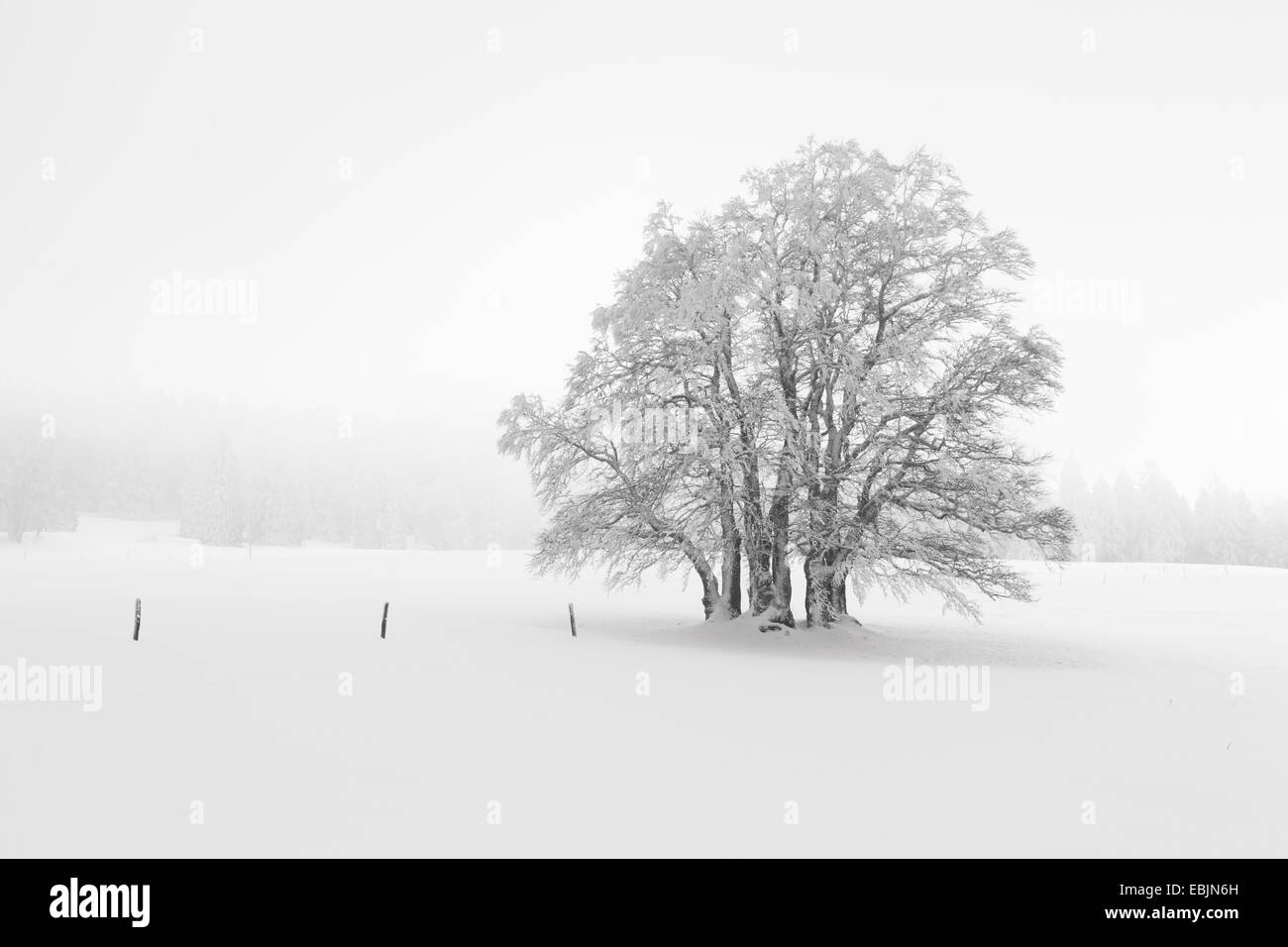 Common beech fagus sylvatica view Black and White Stock Photos & Images ...
