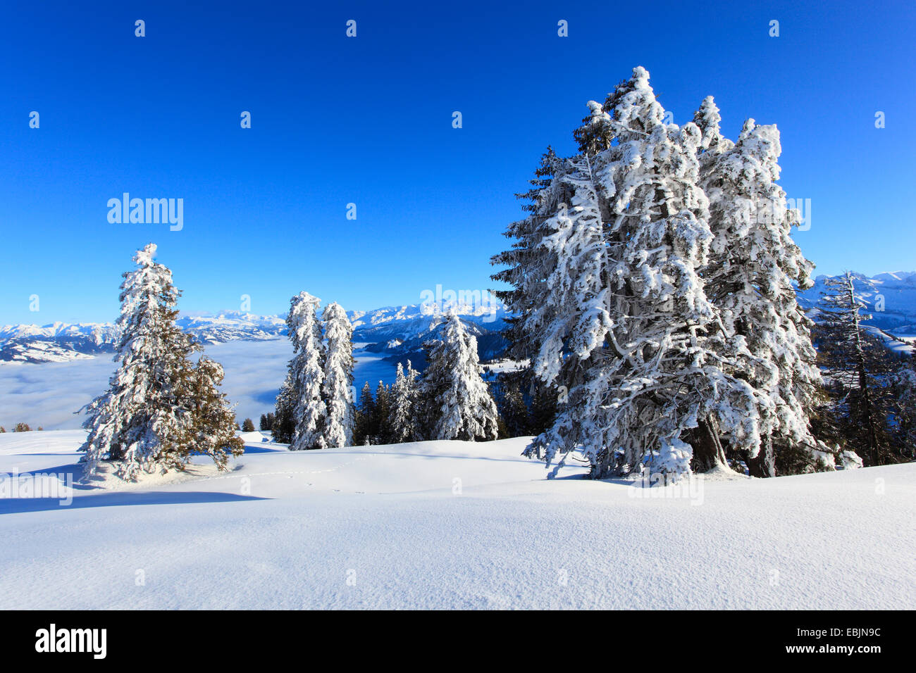 Norway spruce (Picea abies), panoramic view from the snow-covered Rigi, Switzerland Stock Photo