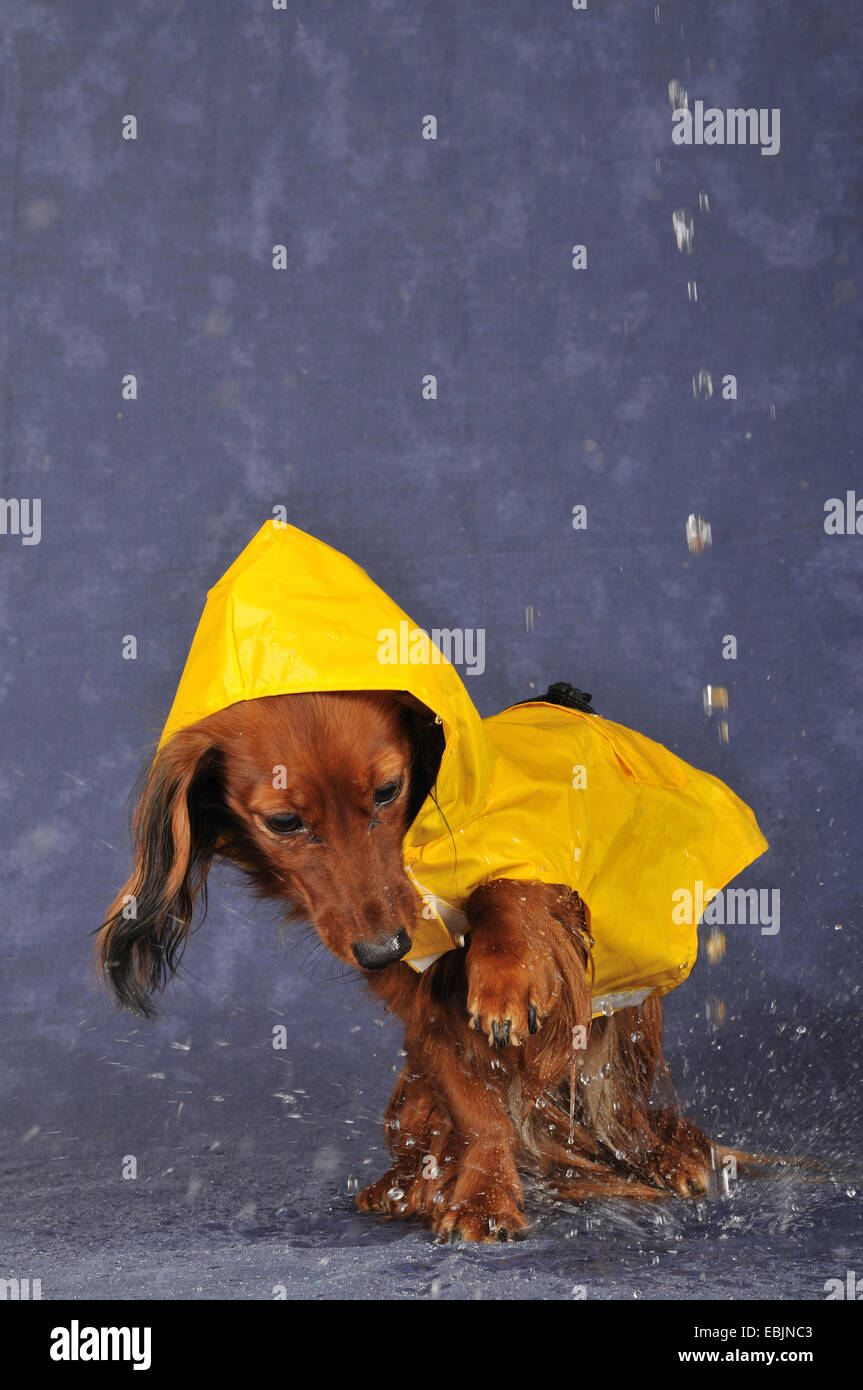 Dog Rain Drops Stock Photos & Dog Rain Drops Stock Images Alamy